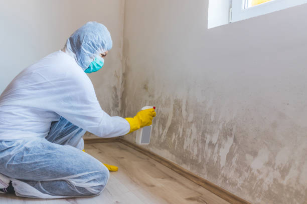 Licensed Mold Remediation service in Haworth, NJ - WQB Mold Removal